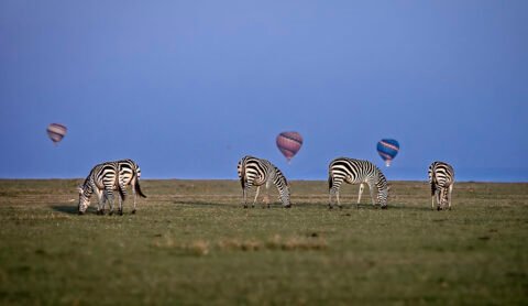 Zebras in the early morning - Maasai Mara Kenya